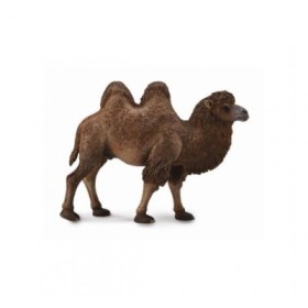 CAMELLO BACTARIANO - L - 88807 - COLLECTA