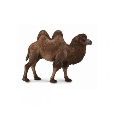 CAMELLO BACTARIANO - L - 88807 - COLLECTA