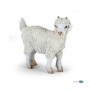 CABRA DE ANGORA JOVEN - PAPO