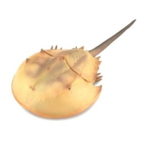 CANGREJO HERRADURA - XL - 88905 - COLLECTA